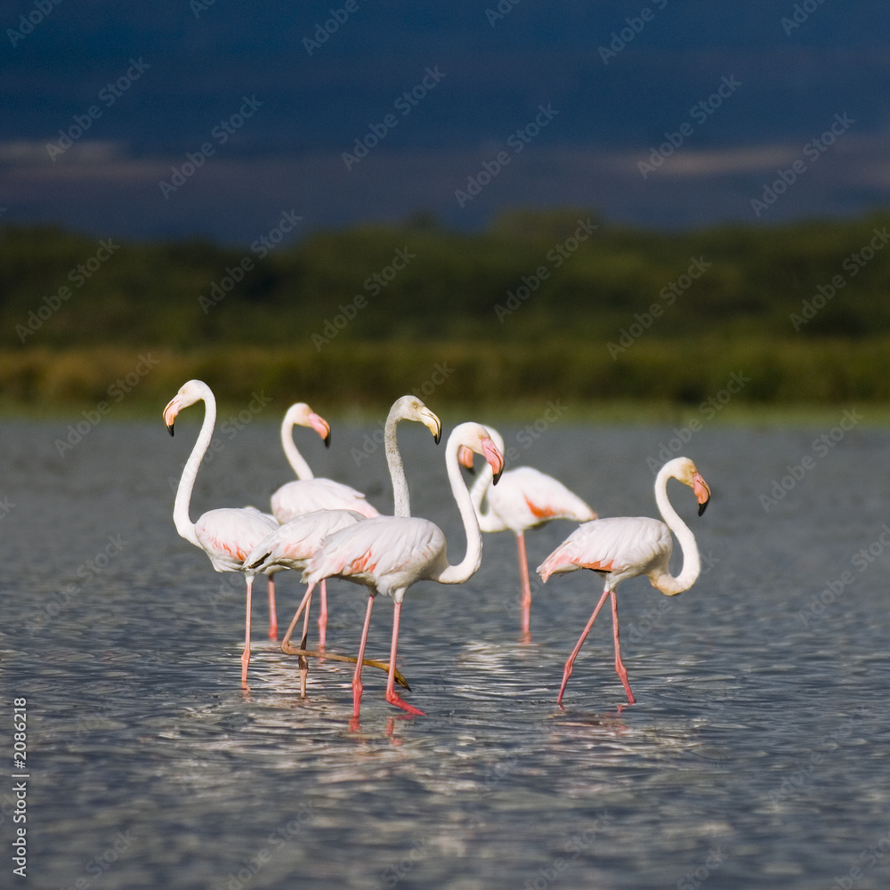 flamants roses