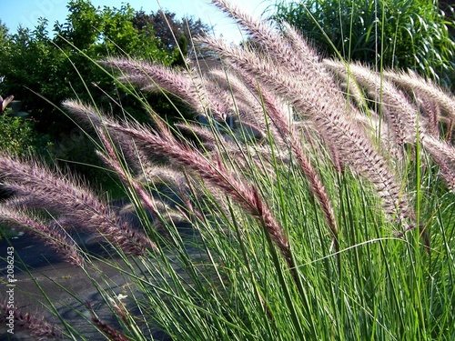 native grasses