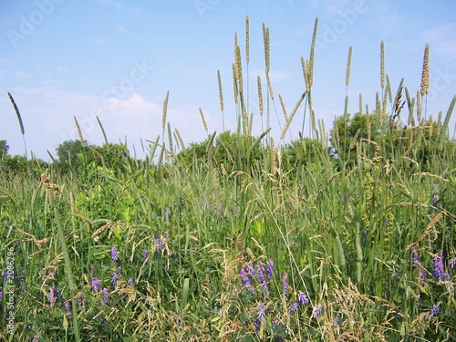 Foto wild flowers