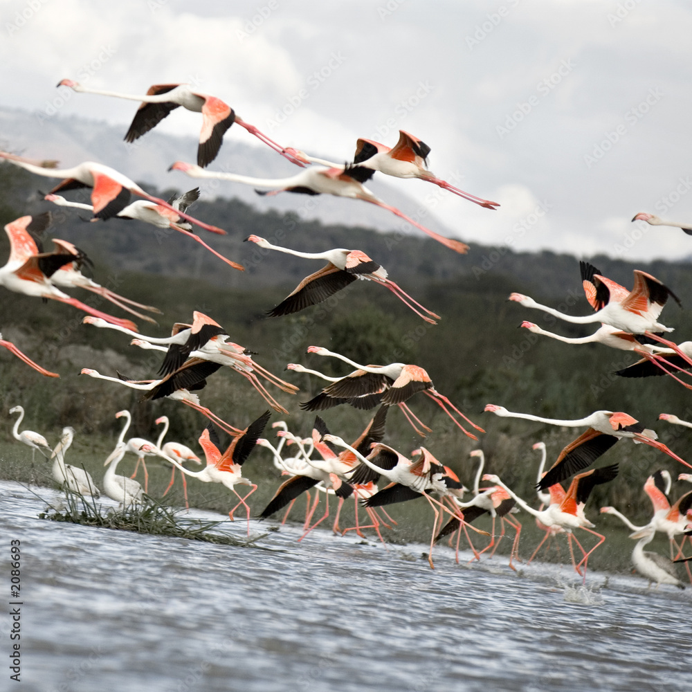Naklejka premium envol de flamants roses