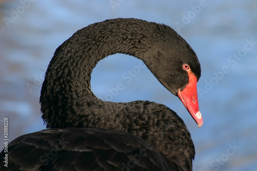 black swan
