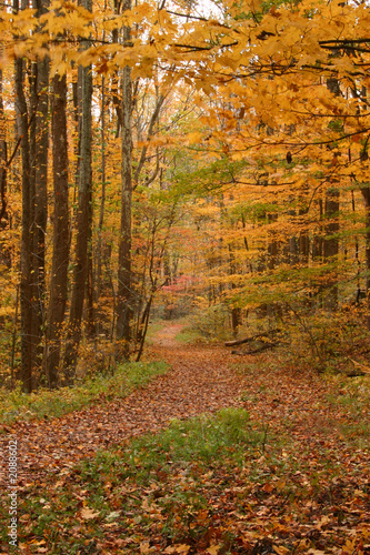 autumn trail in the smokies