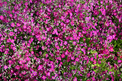 purple - violet flowers