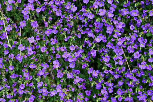 blue - violet flowers  forget-me-not 