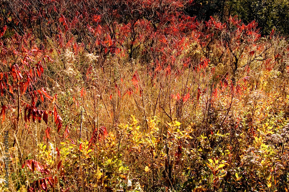 fall field