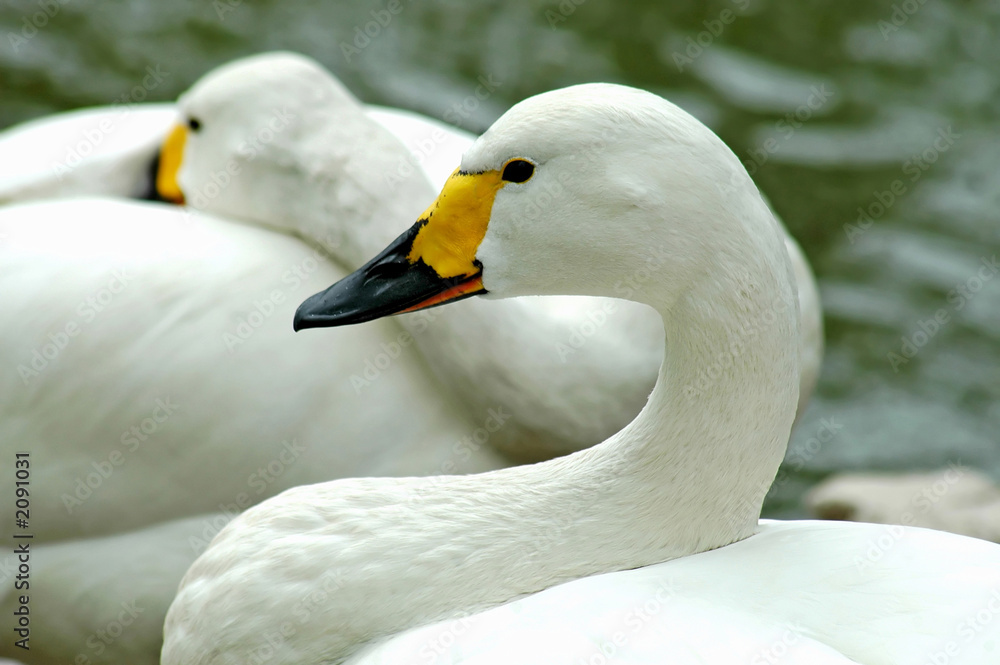 Obraz premium shanghai swan