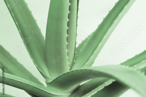 aloe vera