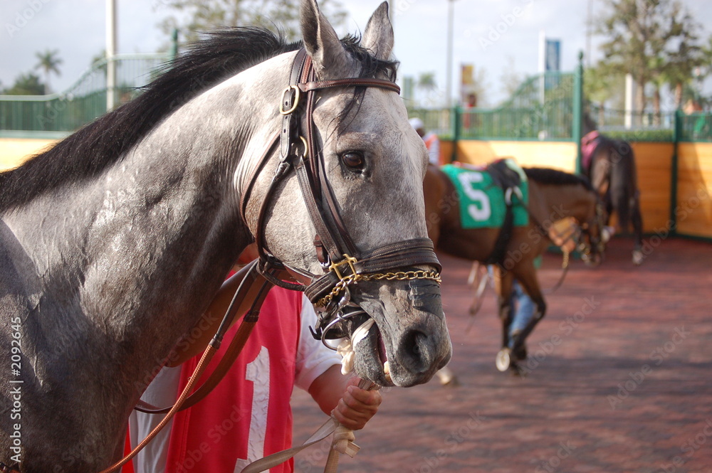 Obraz premium profile of a racehorse