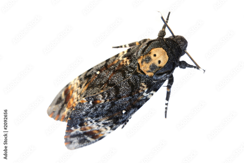 mariposa de la muerte foto de Stock Adobe Stock