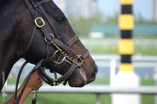 racehorse profile