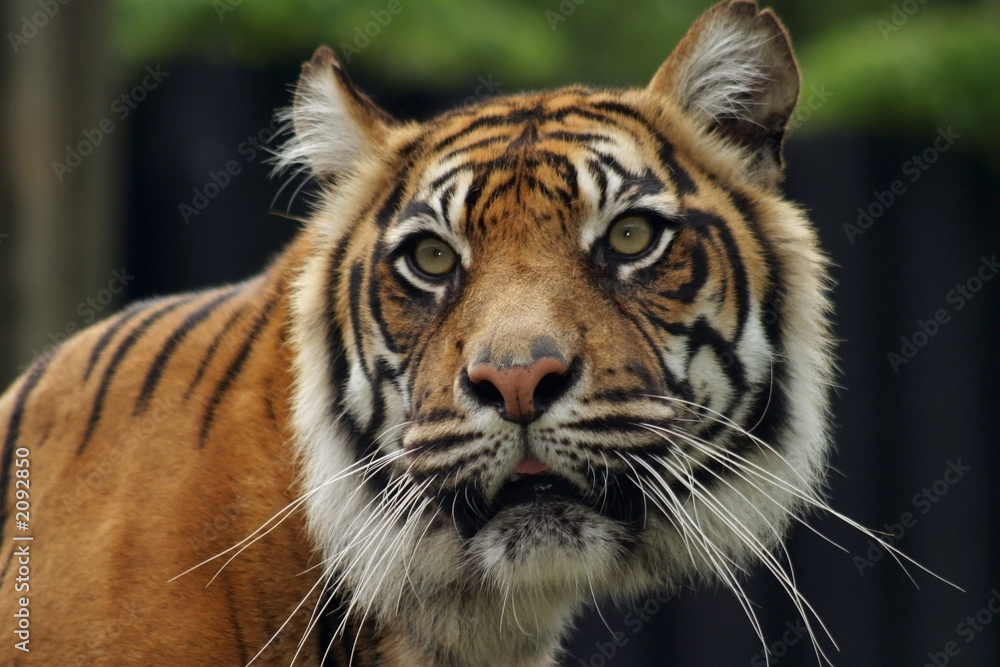 sumatran tiger sumatran tiger