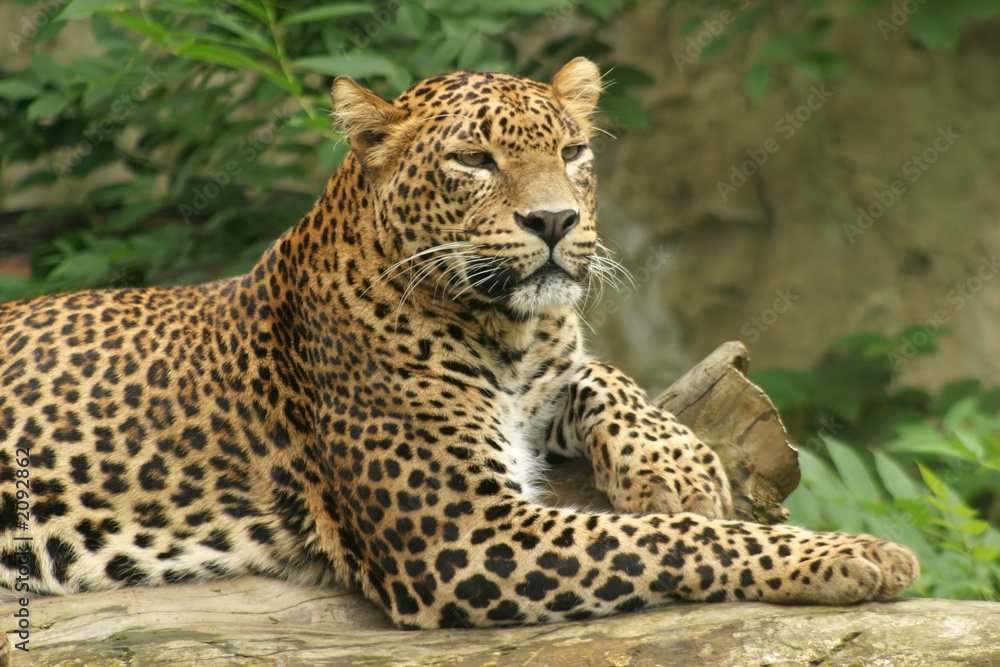 ceylon leopard ceylon leopard