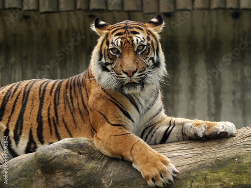 sumatran tiger