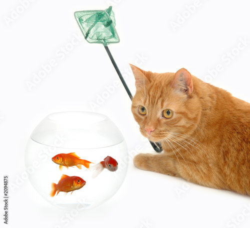 cat fishing