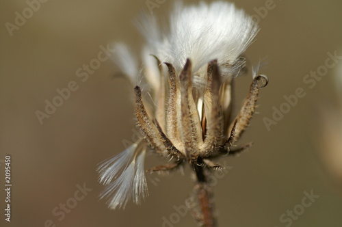 graines au vent photo