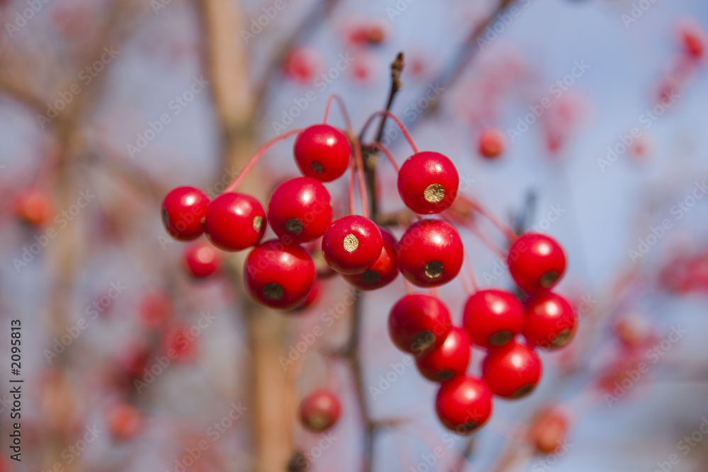 red winter berries red winter berries