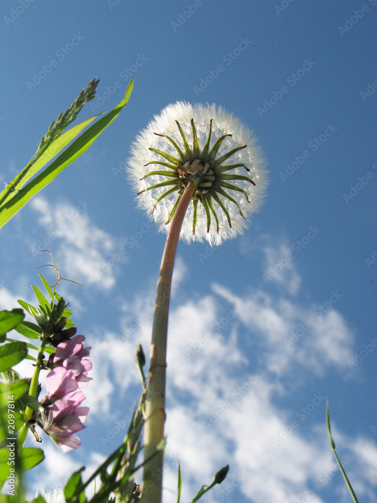 Fototapeta premium flower