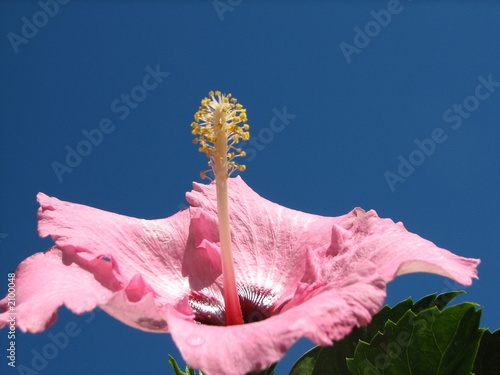 hibiscus rose