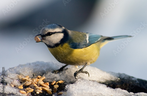 blue tit bird eating seeds