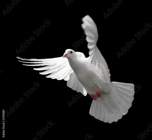 white dove in flight 9