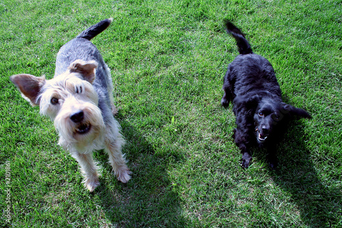 due cani in giardino photo