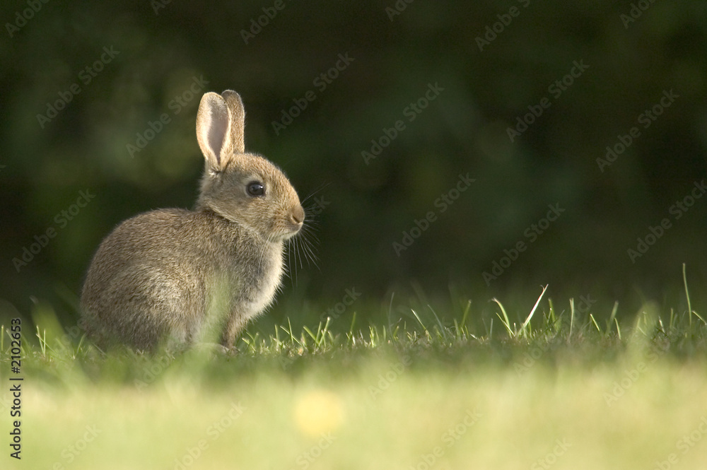 Fototapeta premium wild rabbit