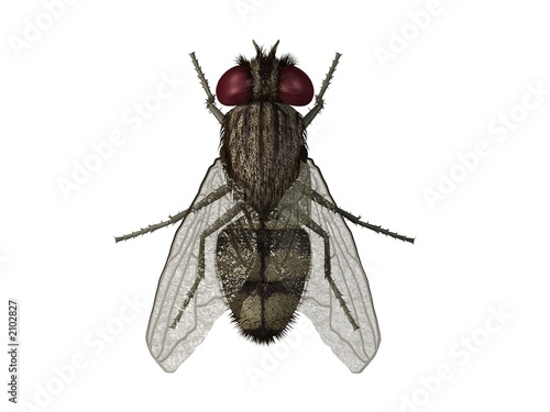 mouche the fly