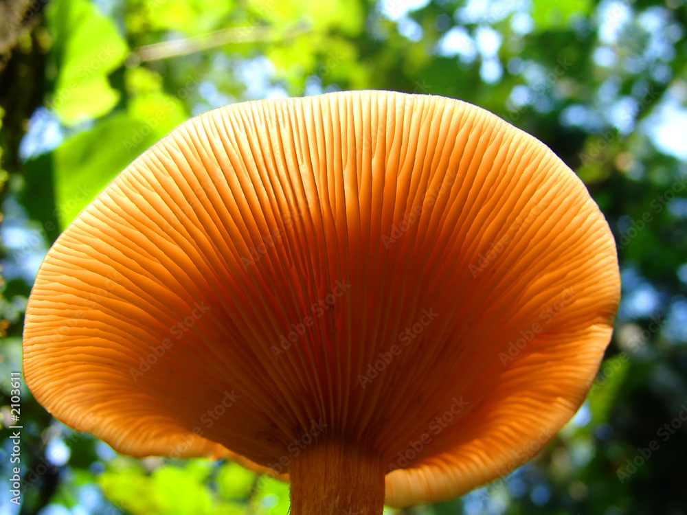 mushroom 4 mushroom 4