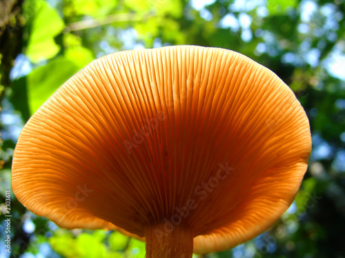 mushroom 4