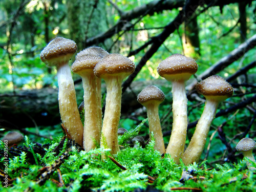 mushrooms 4