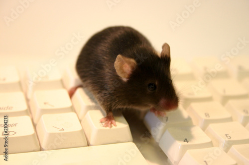 souris et clavier photo