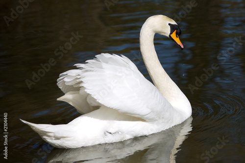 swan in freedom