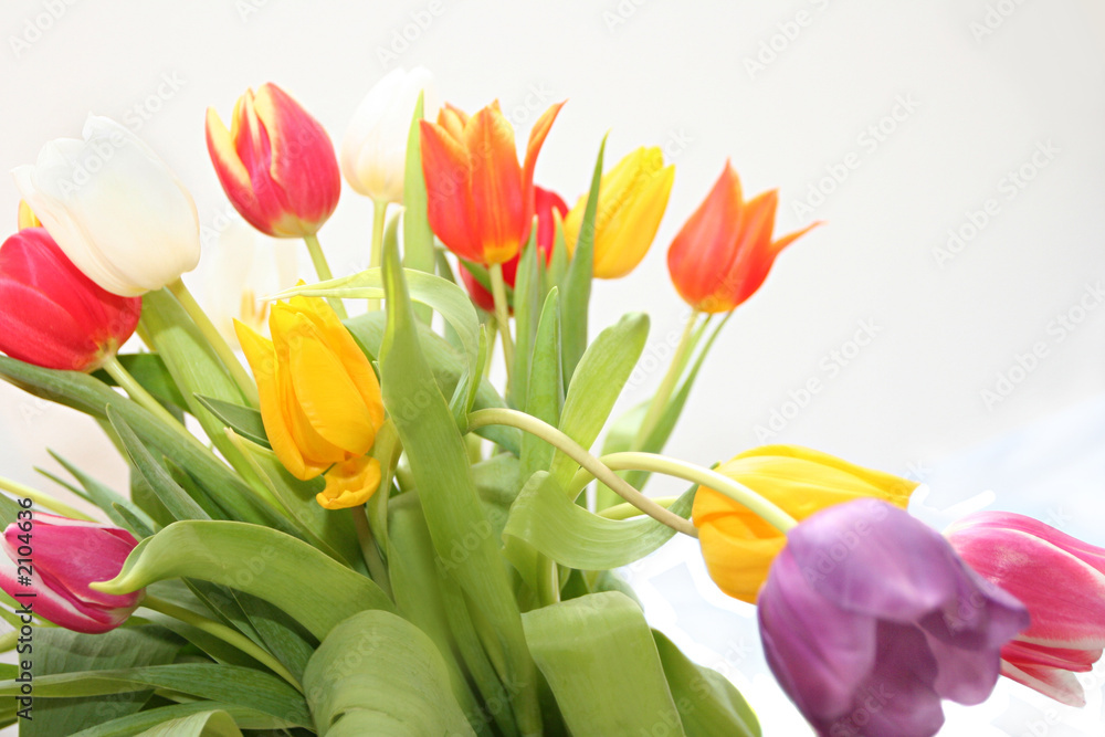 Obraz premium happy tulips