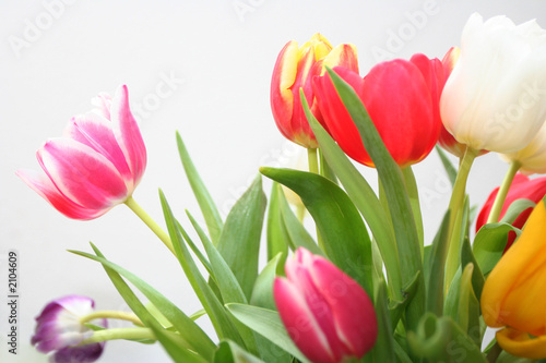 Fototapeta Naklejka Na Ścianę i Meble -  colorful tulips