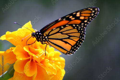 Leinwanddruck Bild - Ron Smith : monarch butterfly