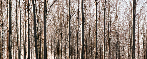 dense forest
