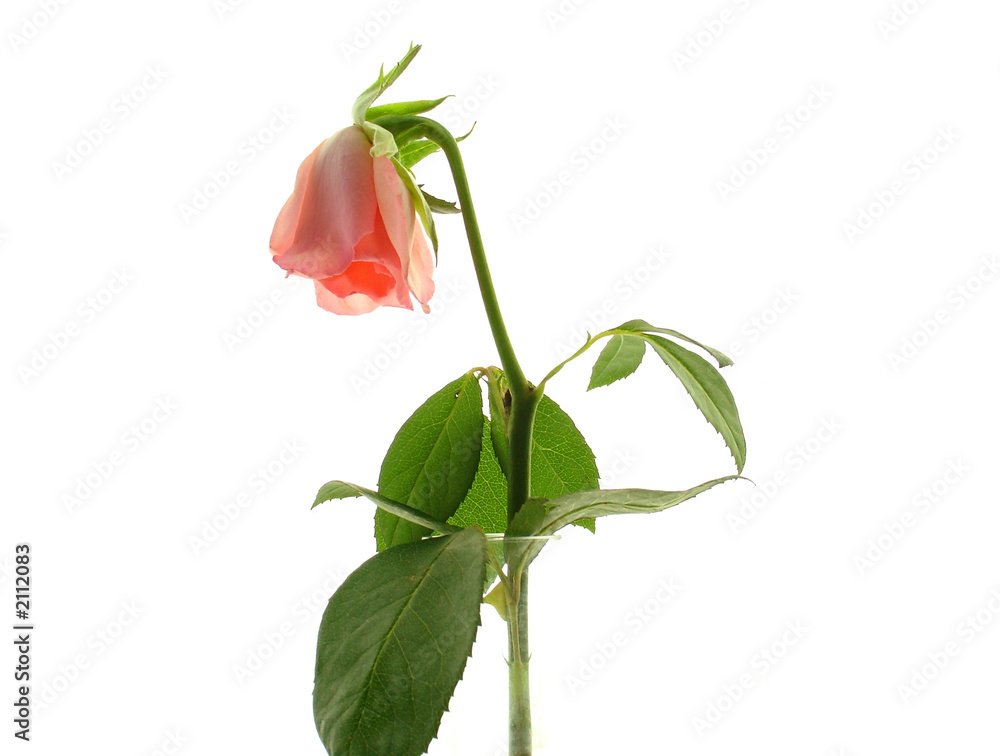 Fototapeta premium rose