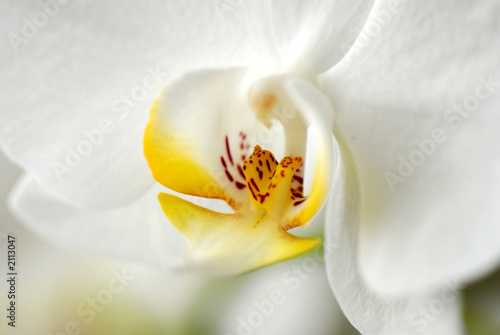 flower33011007 © Dennis Ng