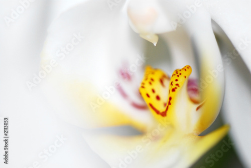 flower30011007
