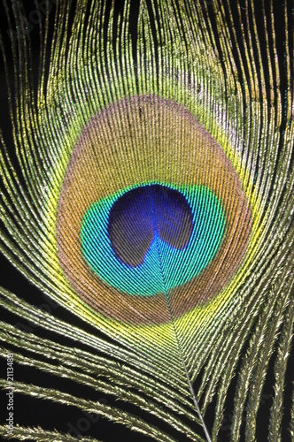 plume de paon