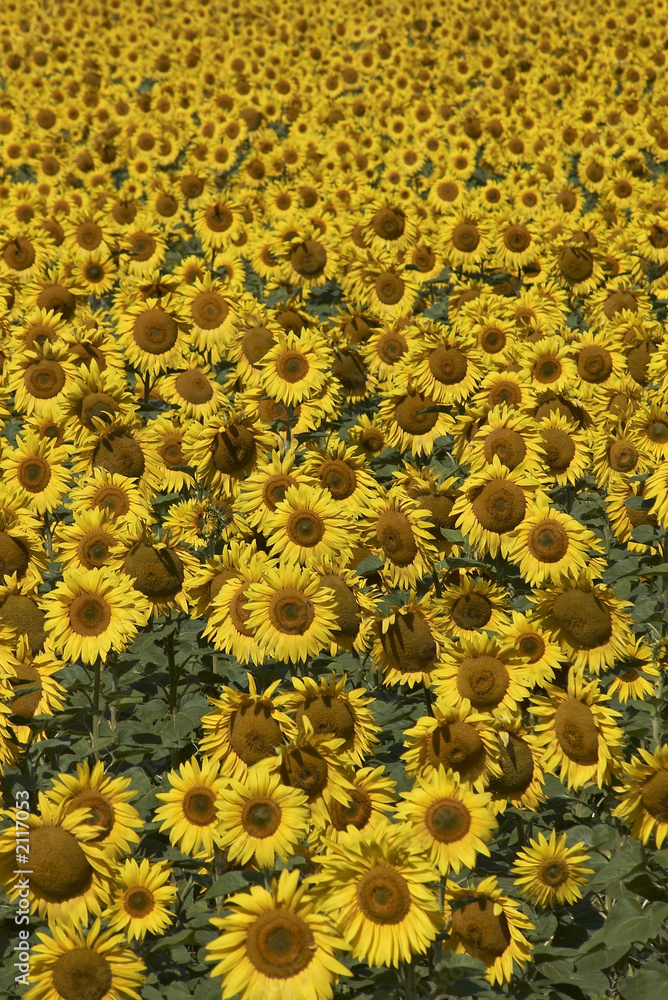 blissful field of sunflowers.
