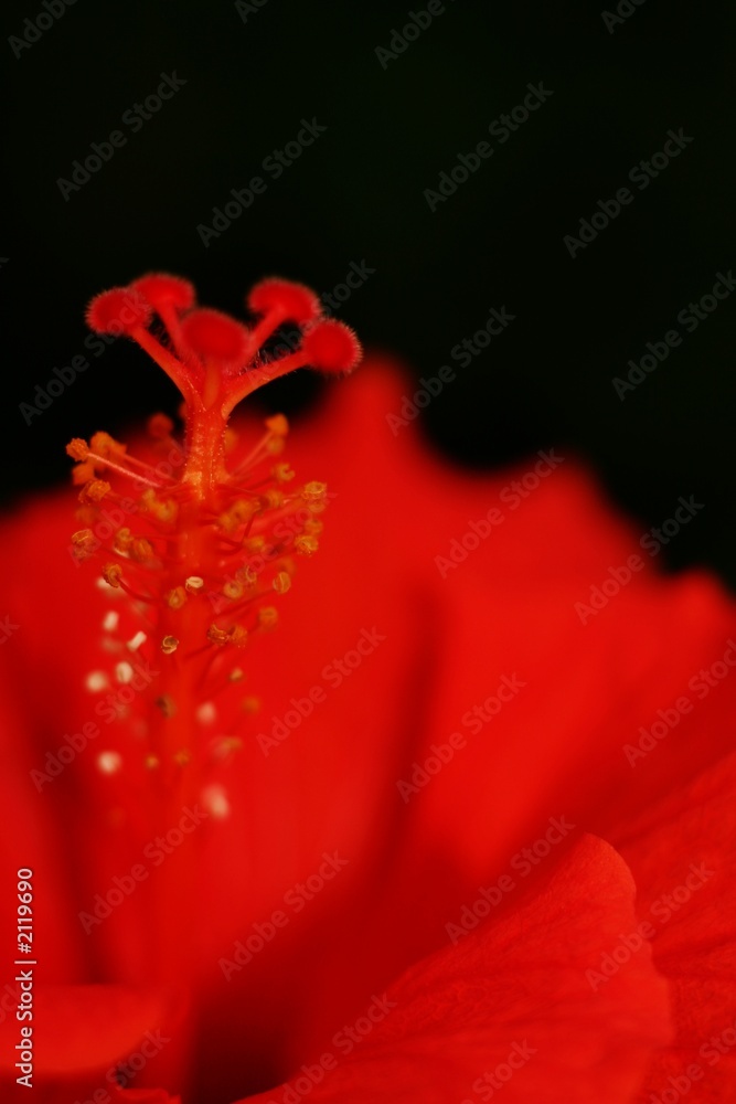 red on black red on black
