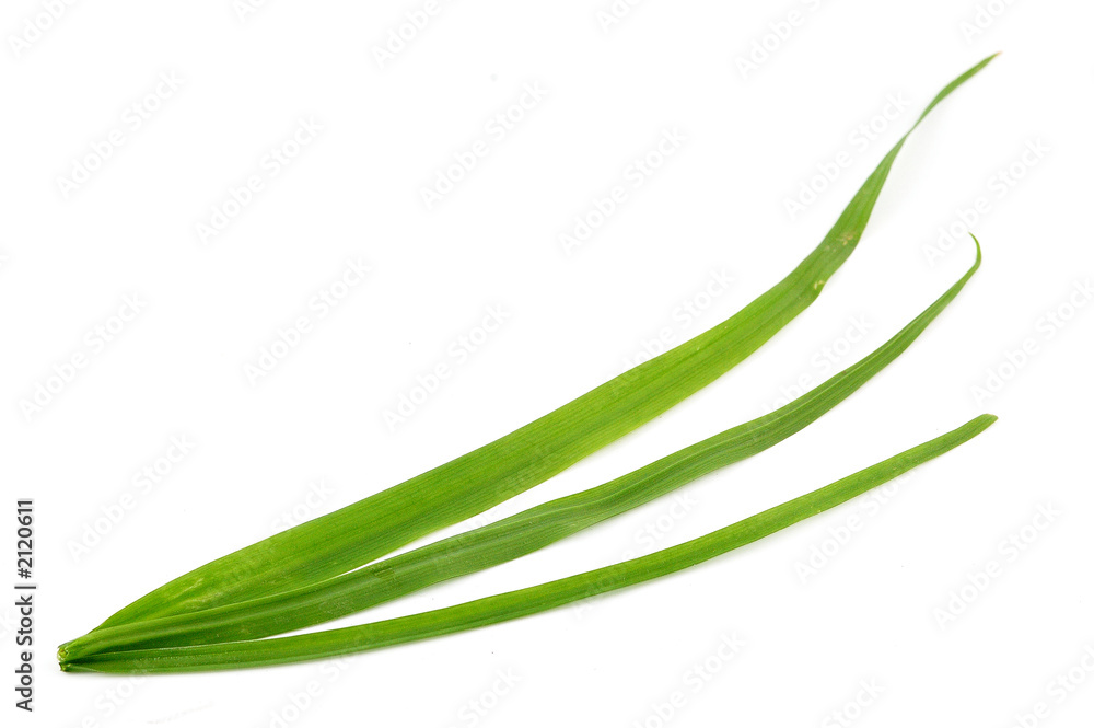 trois feuilles vertes