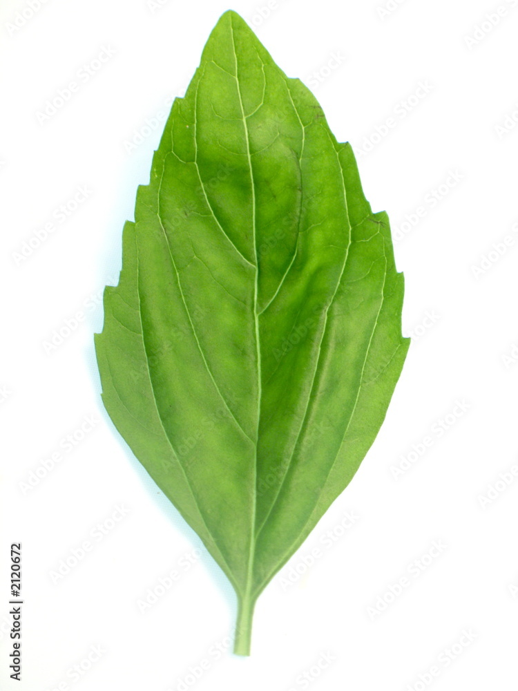 Obraz premium frisches grünes Basilikumblatt freigestellt auf weißem Hintergrund 
