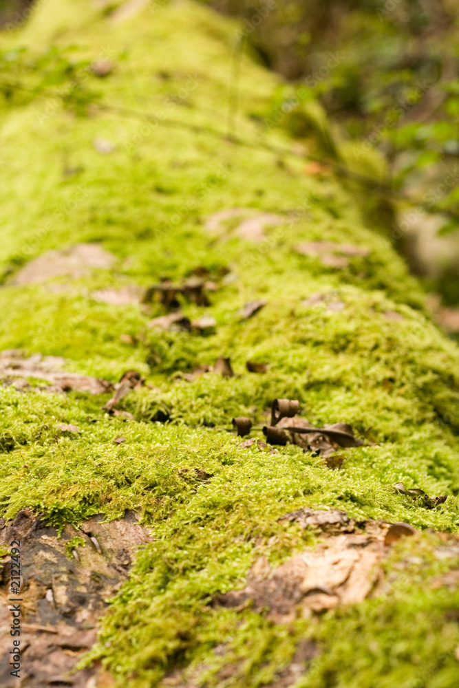 moss covered log with shallow dof moss covered log with shallow dof