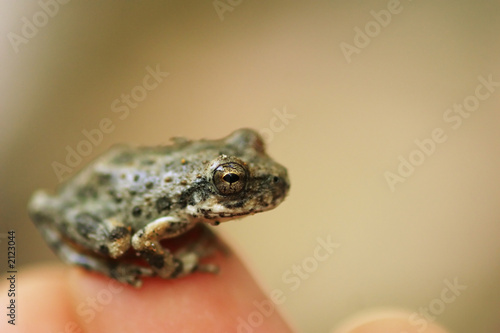 little frog photo