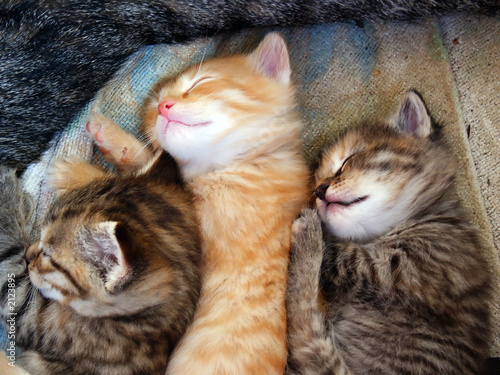 Fotografia tree kittens sleeping