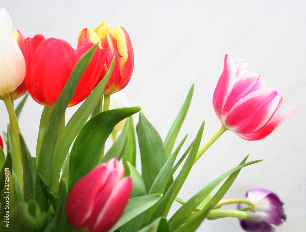 spring tulips