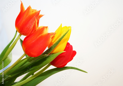 Fototapeta Naklejka Na Ścianę i Meble -  spring tulips
