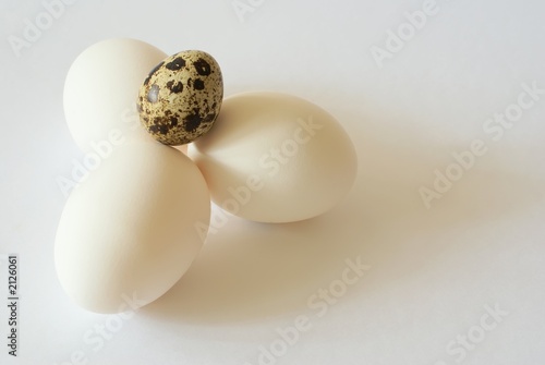 eggs composition